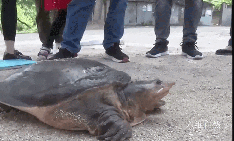 外来生物美国珍珠鳖被放生太湖