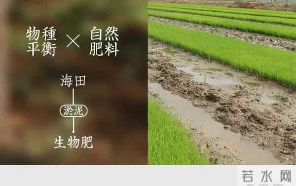 袁隆平念念不忘的海水稻新米要上市