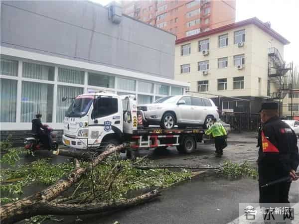 呼和浩特遇极端大风-大树连根拔起