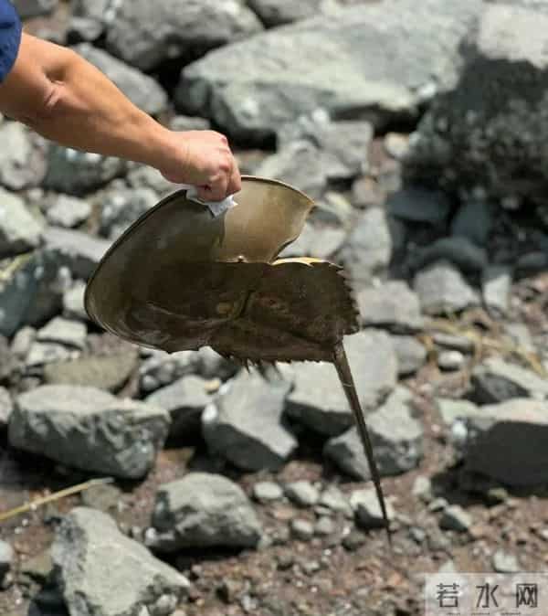 深圳湾出现地球唯一蓝血生物