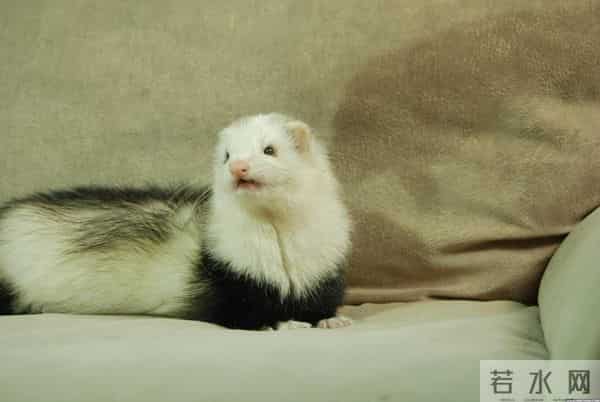 男子花150美元买狗结果是巴西老鼠