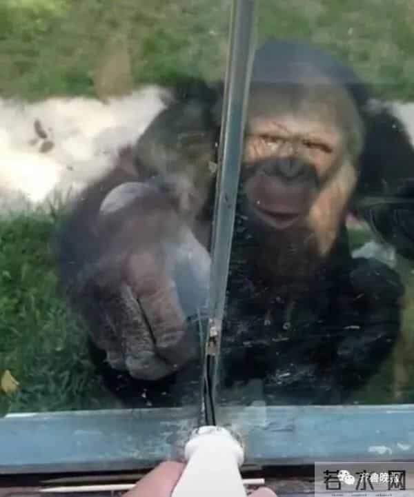 大猩猩自备吸管向游客索要饮料