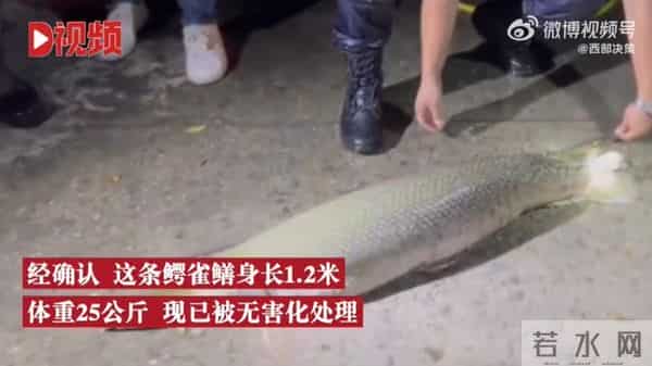 寺庙放生池现1.2米长鳄雀鳝
