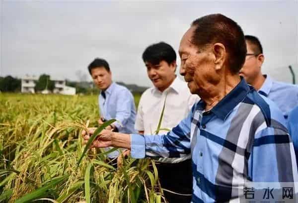 袁隆平念念不忘的海水稻新米要上市
