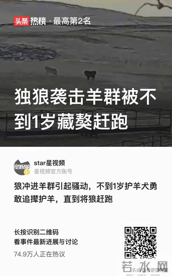 独狼袭击羊群被不到1岁藏獒赶跑