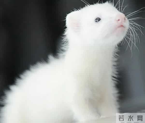 男子花150美元买狗结果是巴西老鼠