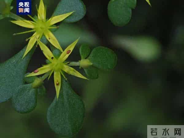 浙江江山发现新物种须女景天