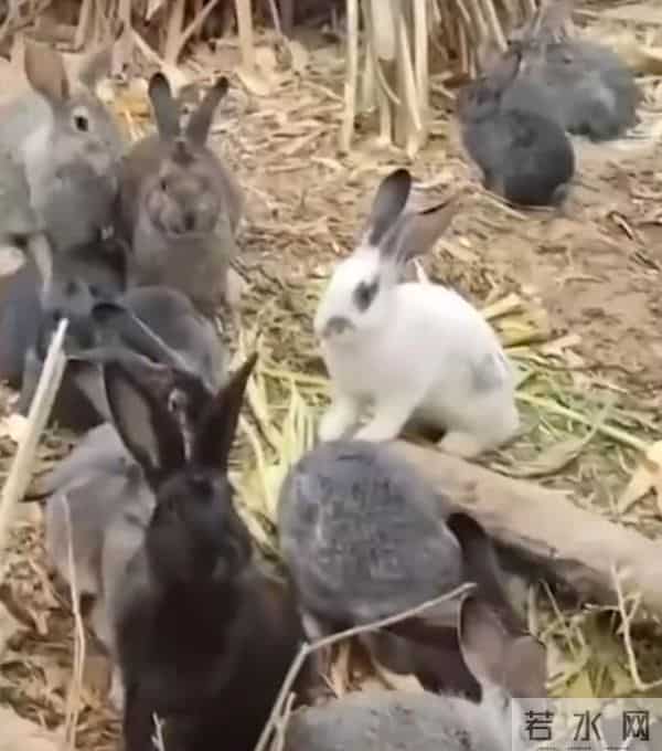 男子捡回3只兔子7个月繁殖近百只