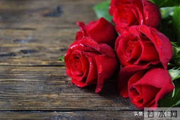 七朵玫瑰代表什么