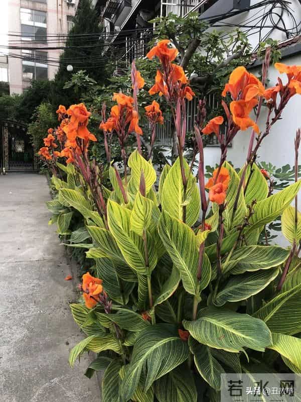 老伴走后第2天浙大老教师又去捡垃圾