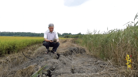 袁隆平念念不忘的海水稻新米要上市