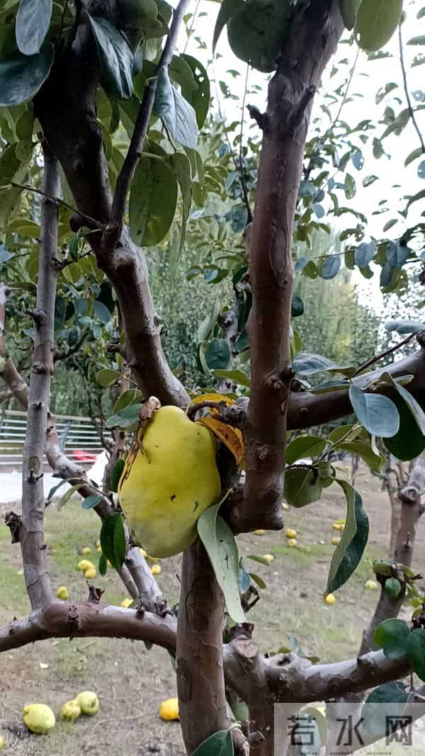 在韩打工中国人每月工资万元出头