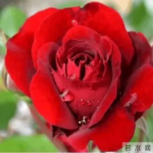 8朵玫瑰代表什么