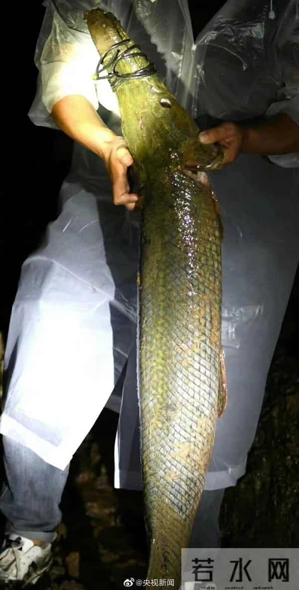 河南汝州怪鱼捕获-1雌1雄