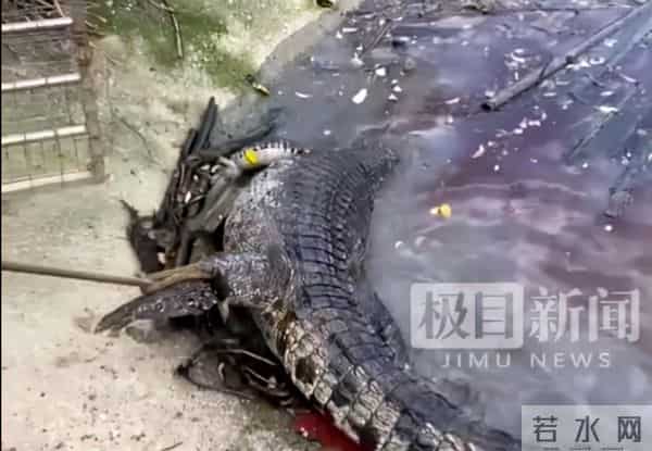鳄鱼被吓后溺亡