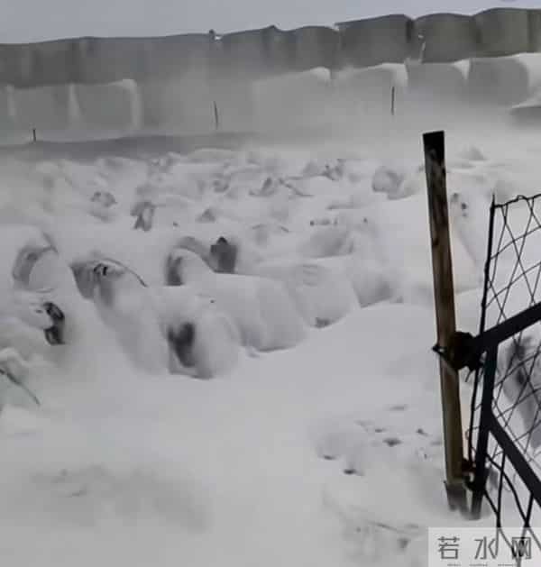 东北雪大到模糊