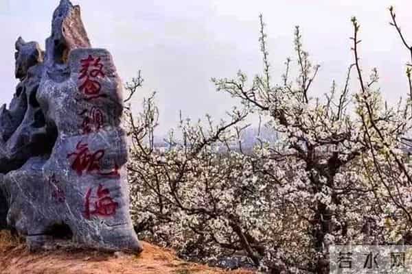 女子赏花站梨树枝头甩衣狂摇