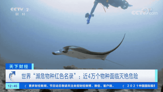 长颈鹿未来或将悄无声息灭绝