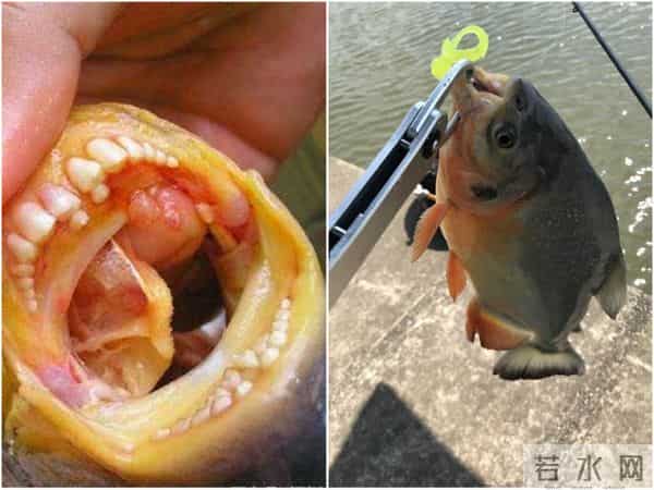 食人鱼可以吃吗