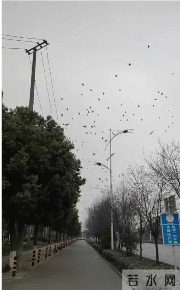 成都现飞鸟撞树现象 网友疑灾害前兆