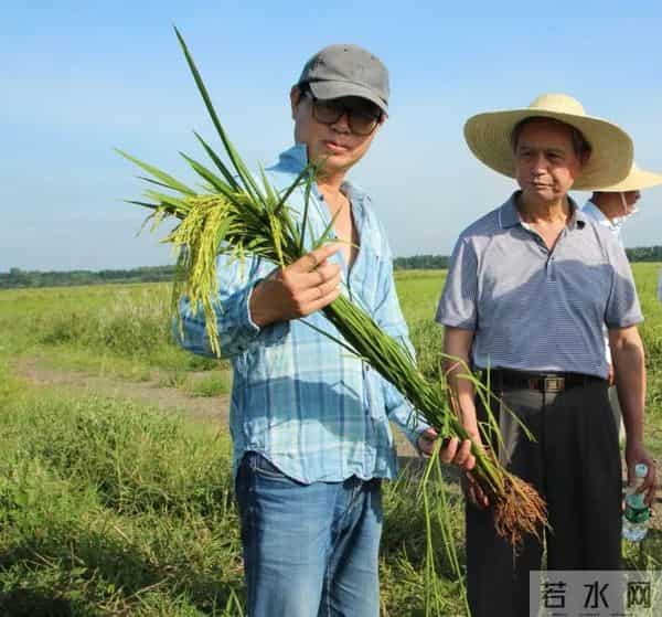 袁隆平念念不忘的海水稻新米要上市