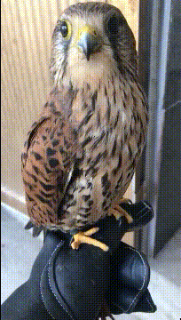 大妈跳广场舞把孩子栓栏杆上