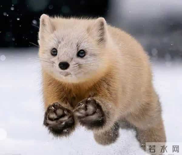 男子花150美元买狗结果是巴西老鼠