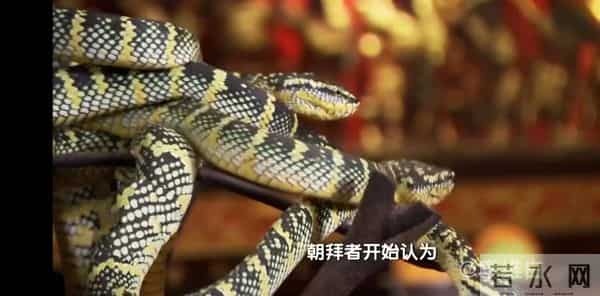 两条剧毒竹叶青蛇盘踞寺院内