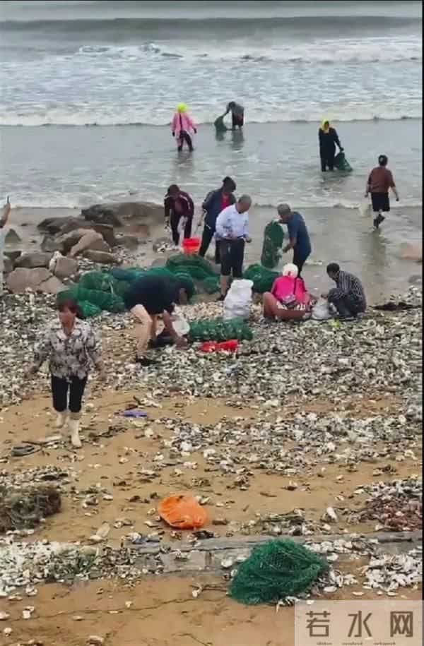 台风将大虾刮飞停在车窗上