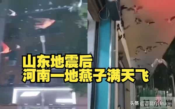 地震局回应河南燕子满天飞