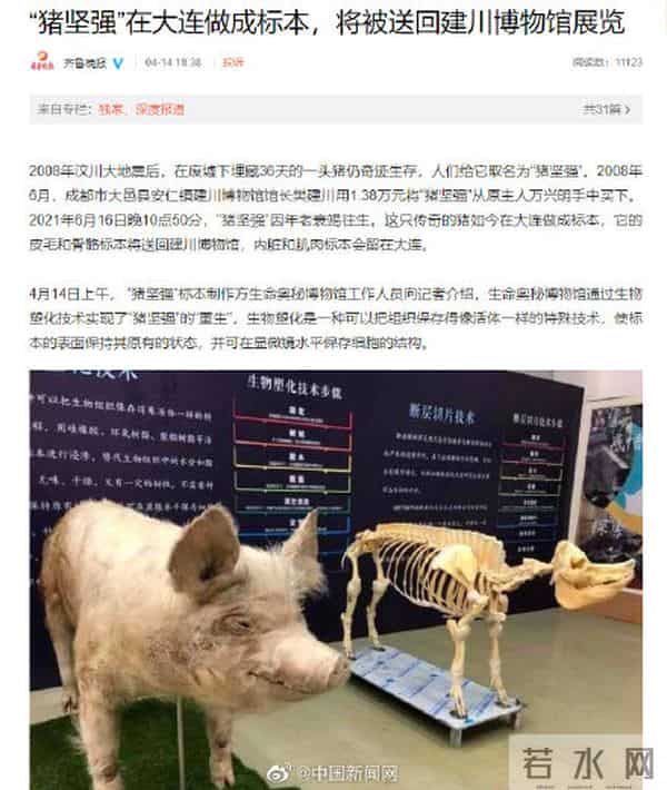 猪坚强标本已回到建川博物馆