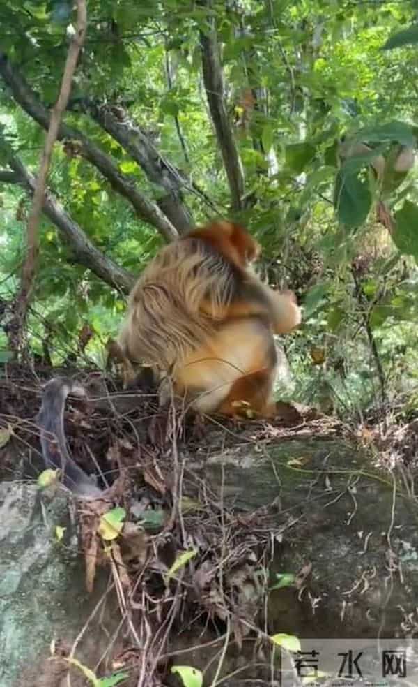 金丝猴坐路边礼貌接过游客苹果