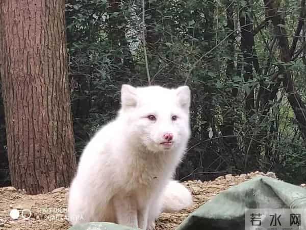 野猪闯入湖北一校园通信营业厅