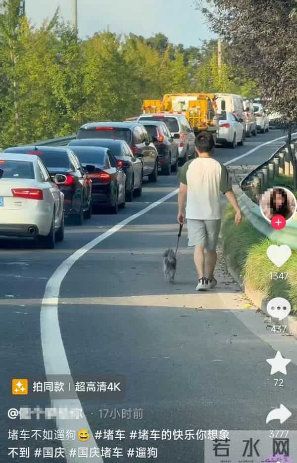 国庆出行车主高速上遛狗打球