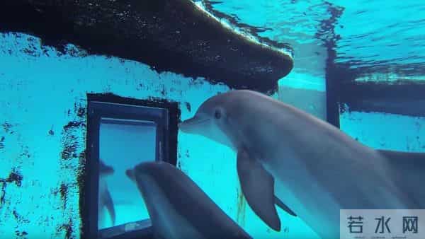 男子游泳被鲨鱼袭击幸有海豚相救