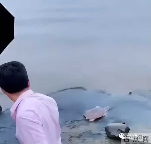 外来生物美国珍珠鳖被放生太湖