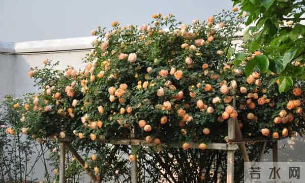 世界上最大最臭的花 组团开放