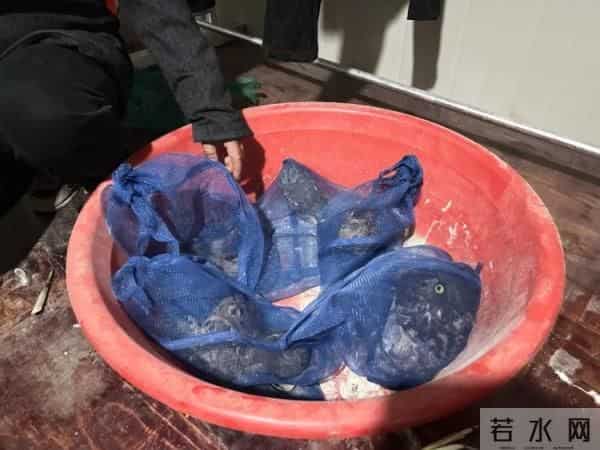 警方在男子家中搜出61只野生鸟类