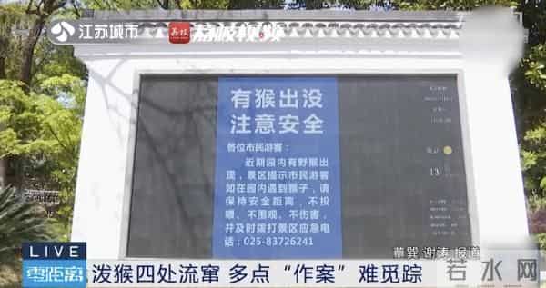 南京人看到泼猴请立即报告