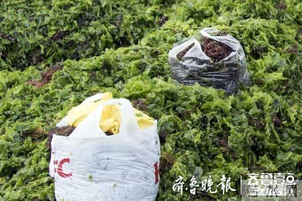 台风过后青岛海滩上尽是海鲜
