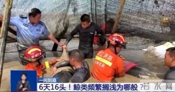 鲸类为何频繁搁浅-专家解读