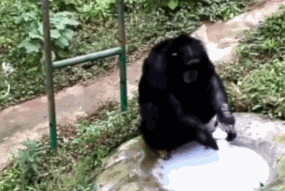 大猩猩自备吸管向游客索要饮料