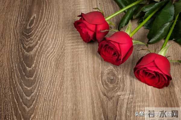 七朵玫瑰代表什么