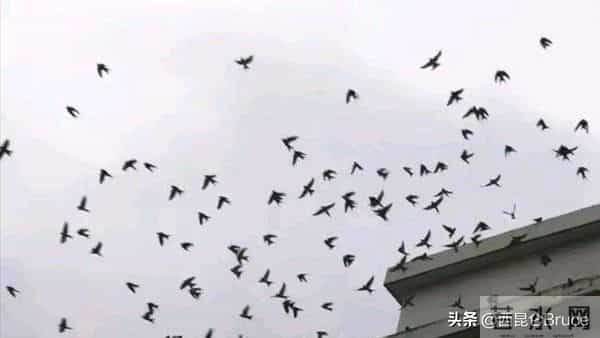 地震局回应河南燕子满天飞