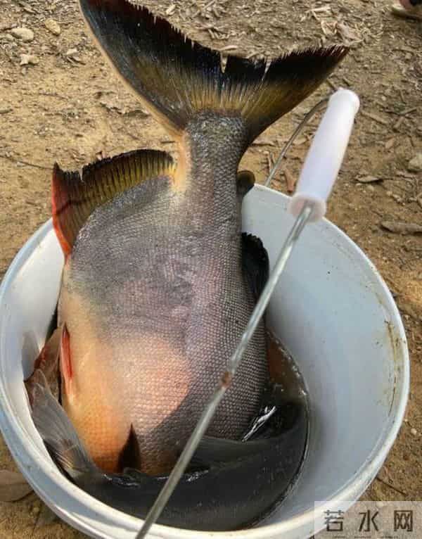 食人鱼可以吃吗