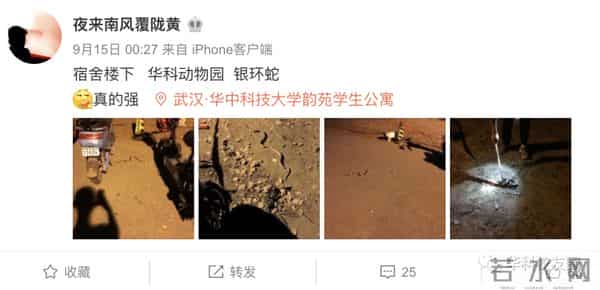 野猪闯入湖北一校园通信营业厅