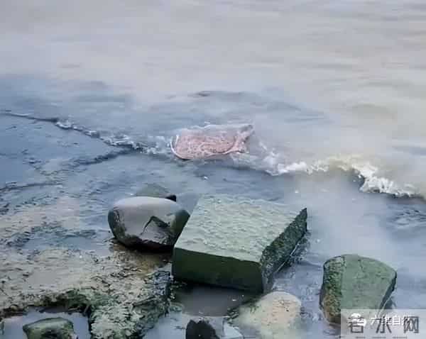 外来生物美国珍珠鳖被放生太湖