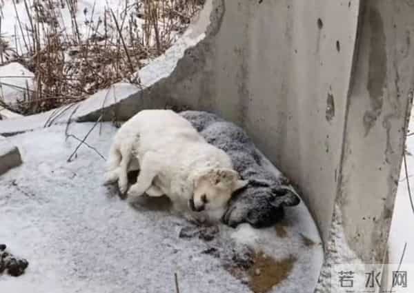 主人猝死被狗啃尸