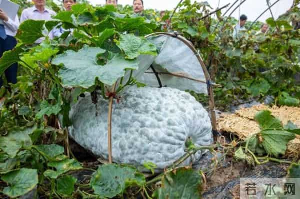 杭州种出78斤大西瓜破全省纪录