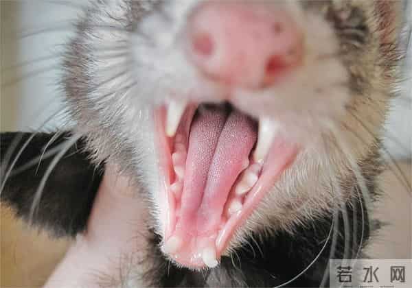 男子花150美元买狗结果是巴西老鼠